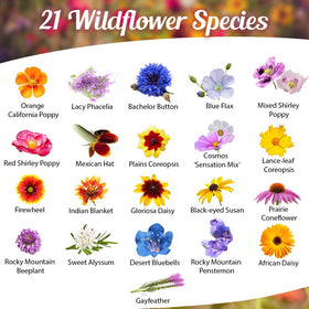 Beauty Beyond Belief open-pollinated seeds for pollinator borders