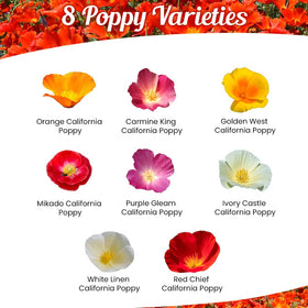 Beauty Beyond Belief open-pollinated seeds offering reliable color in your garden