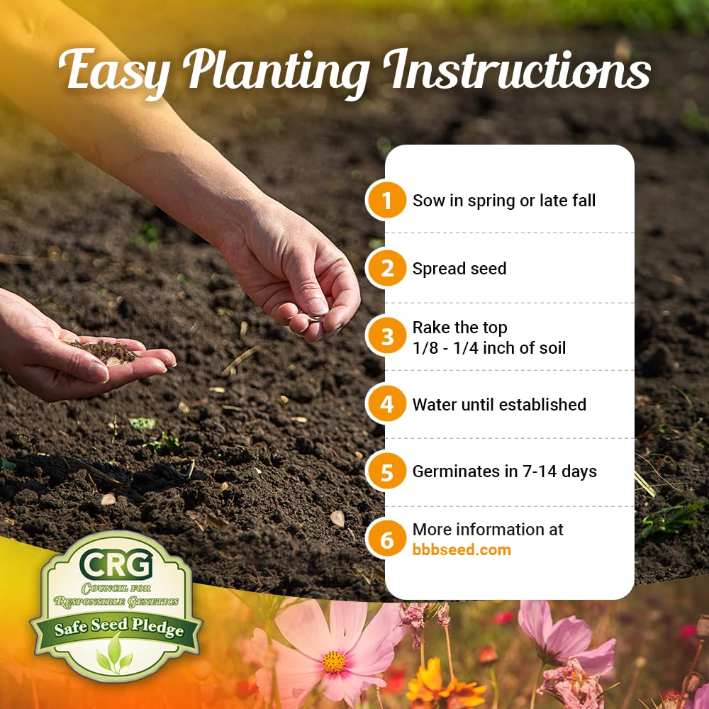 Pollinator-friendly wildflowers from Beauty Beyond Belief brighten dry yards with color.
