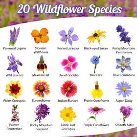 Beauty Beyond Belief seed mix packet closeup showing 27,000 premium seeds for lush blooms.