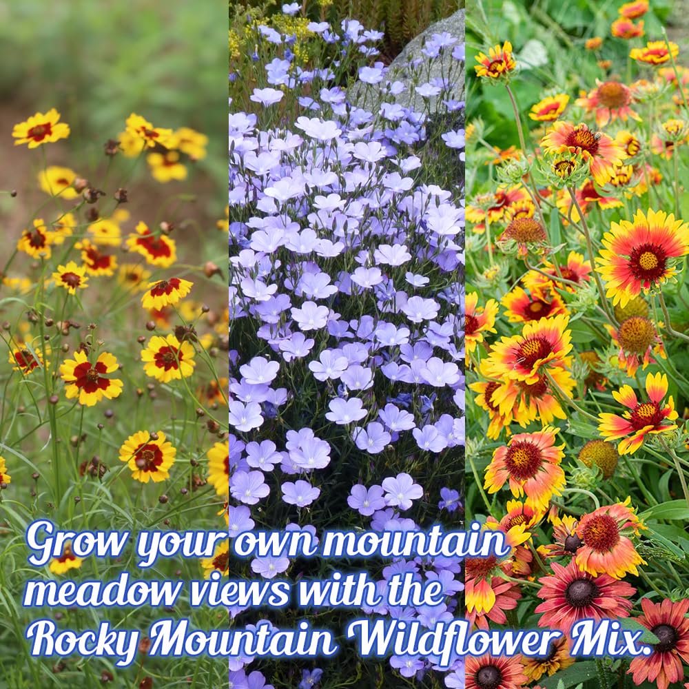 Beauty Beyond Belief wildflower blooms mid-season image showcases vibrant color in dry climates.