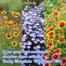 Beauty Beyond Belief wildflower blooms mid-season image showcases vibrant color in dry climates.