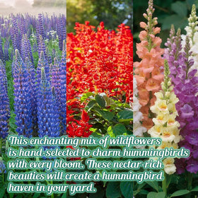 Beauty Beyond Belief wildflower border bloom, lush perennials and annuals for year-round color.