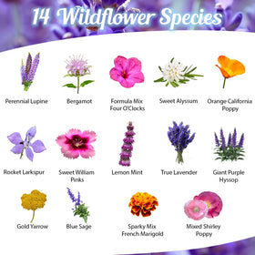 Beauty Beyond Belief wildflower mix showcases annuals and perennials for seasonal color.