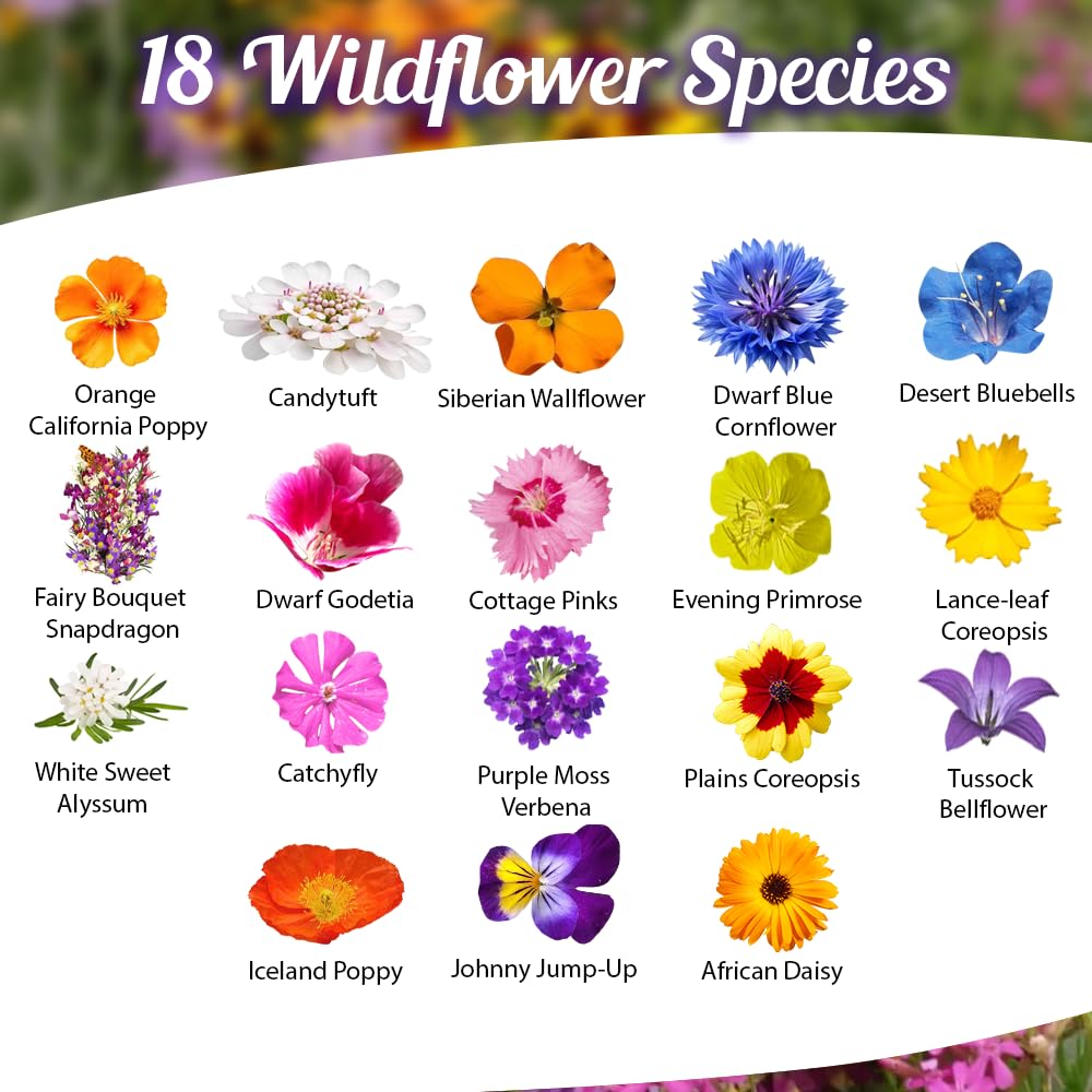Beauty Beyond Belief wildflower seeds garden bed mix for a colorful border display