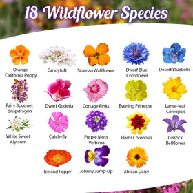 Beauty Beyond Belief wildflower seeds garden bed mix for a colorful border display