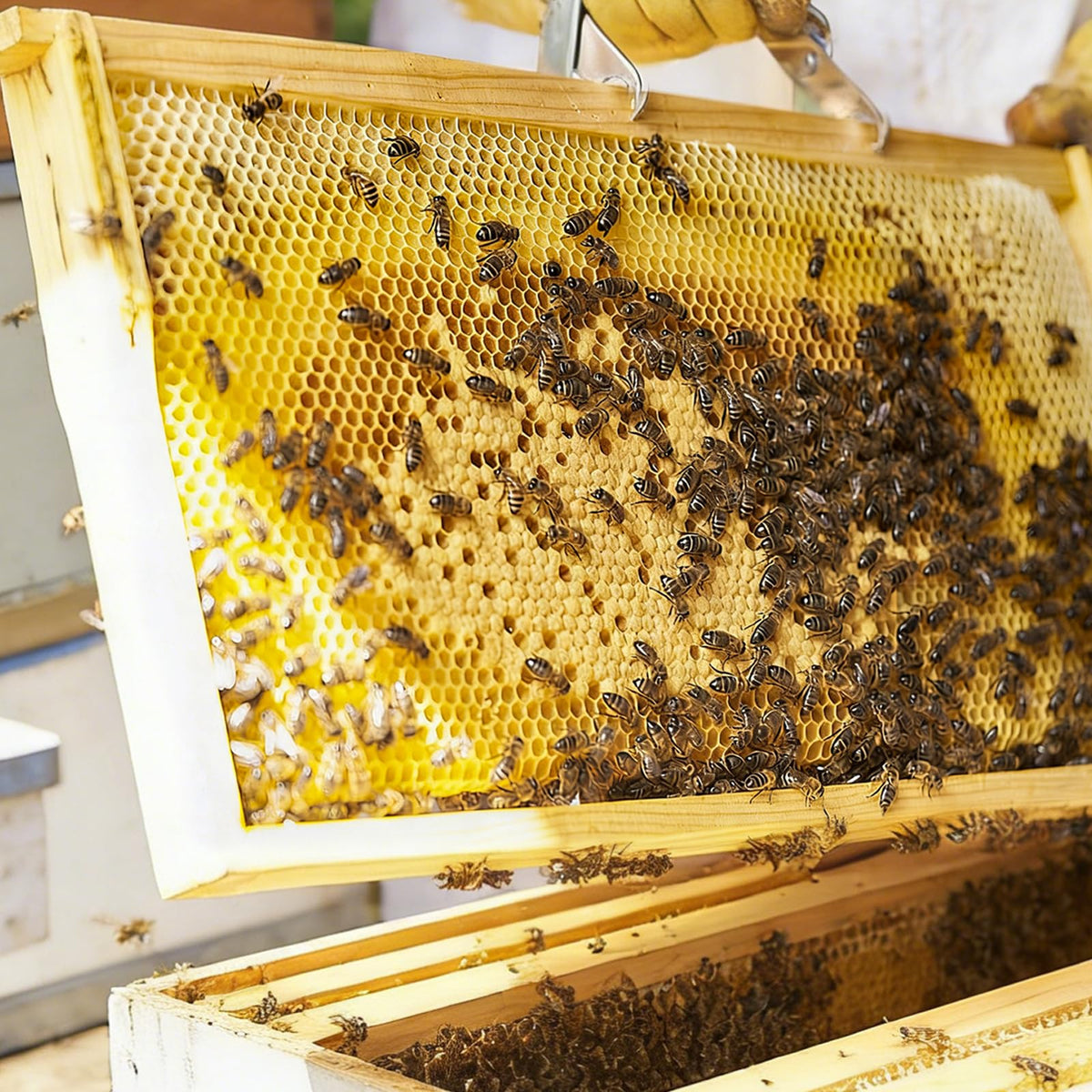 16.65 x 8.26 inch sheets fit deep frames for standard beekeeping.