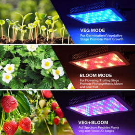 Beelux dual-chip LED close-up, showcasing efficient full spectrum for robust growth