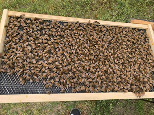 BEEXTM 10 sheets per pack supports efficient beekeeping infrastructure