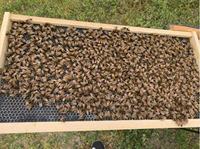 BEEXTM 10 sheets per pack supports efficient beekeeping infrastructure
