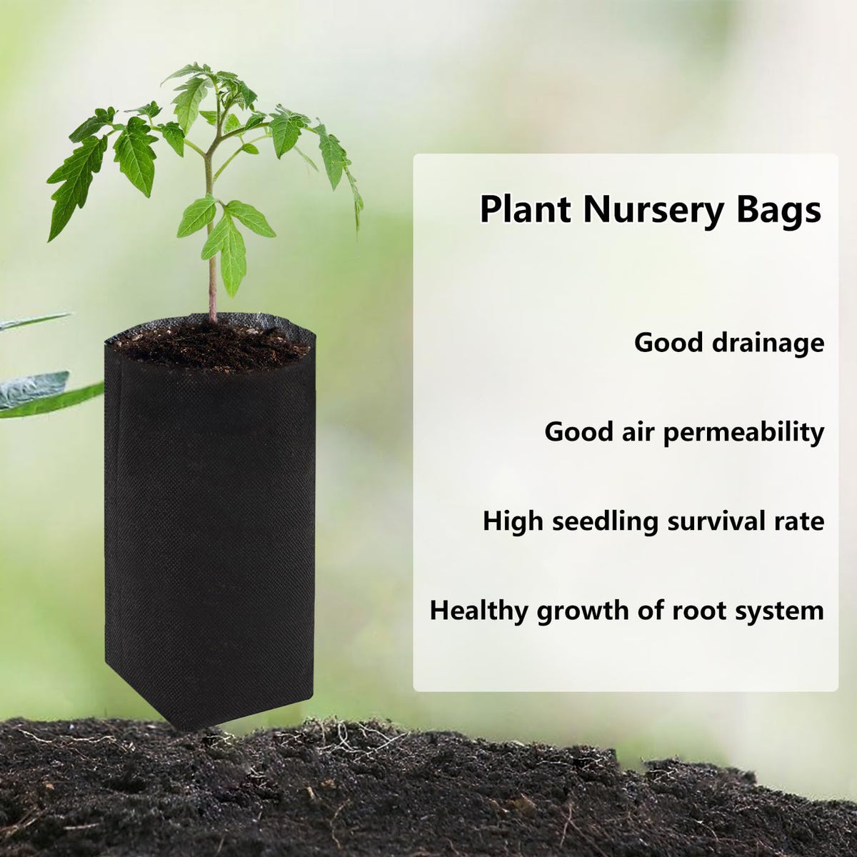 Belit nursery bag demonstrates high seedling survival and faster early development.
