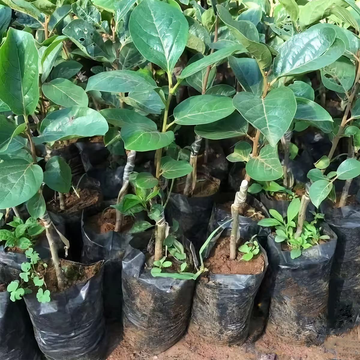 Belit seedling bags 100 pack value for versatile garden setups.