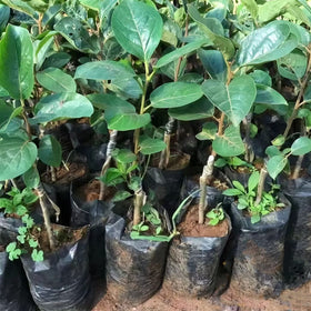 Belit seedling bags 100 pack value for versatile garden setups.