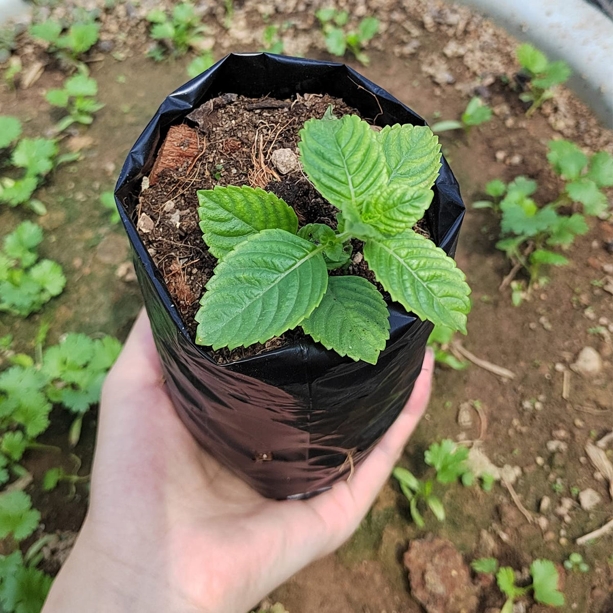 Belit seedling bags drain holes promote root aeration and drainage.
