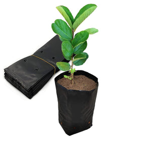 Belit seedling bags flexible material for easy handling and reuse.