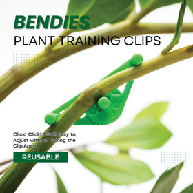 Bendies LST clips help growers manage canopy height and shape.