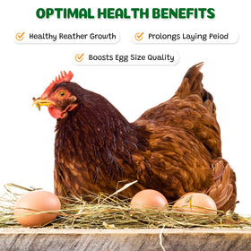 Beneyumi larvae serving bowl shows easy daily mix for birds and small pets.