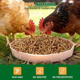 High-protein, calcium-rich larvae provide nutrient-dense nutrition