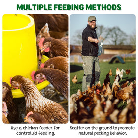 Multi-species pet care scene with BENEYUMI larvae as a nutritious option