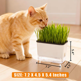 BENPIN cat grass planter setup offers simple assembly and quick start for busy owners.
