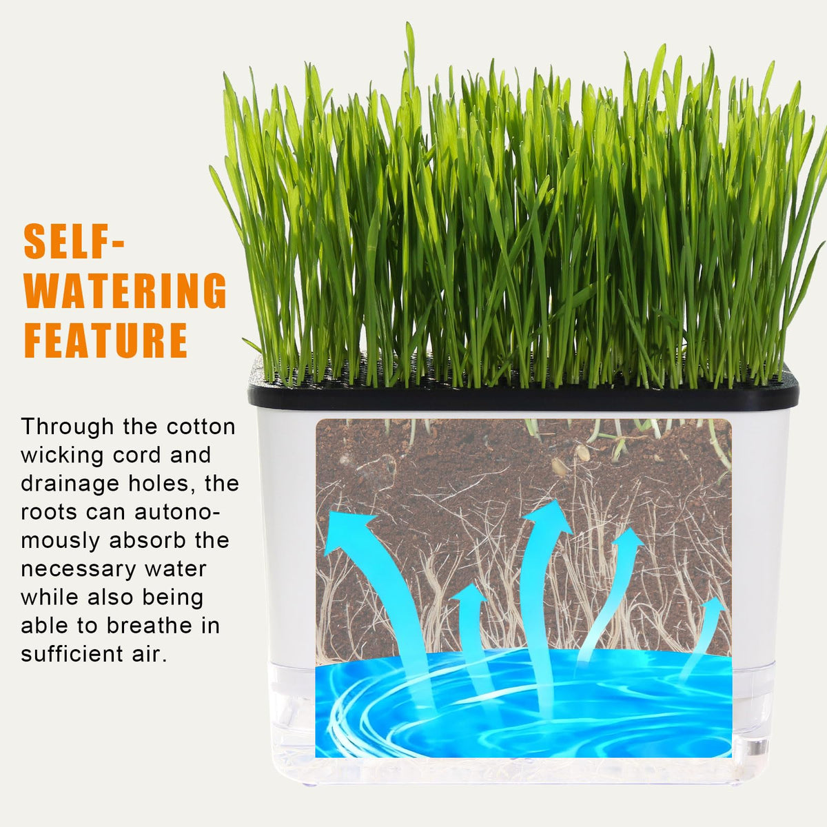 BENPIN cat grass planter shows seeds not included for simple, clear setup.