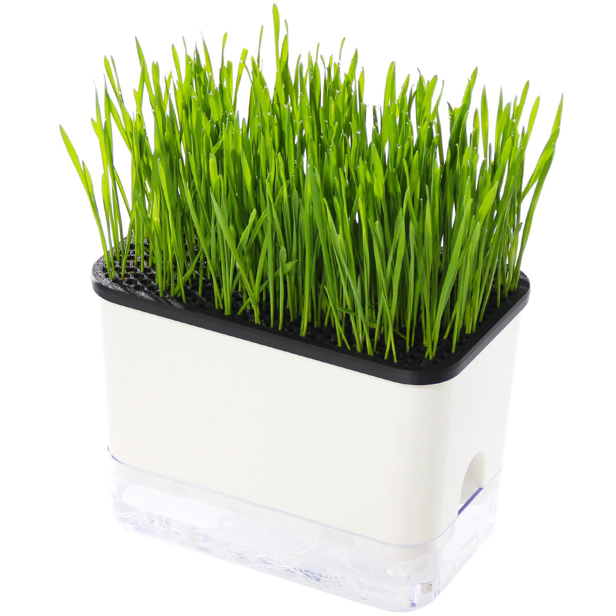 BENPIN self-watering cat grass planter shows easy water level monitoring for healthy growth.