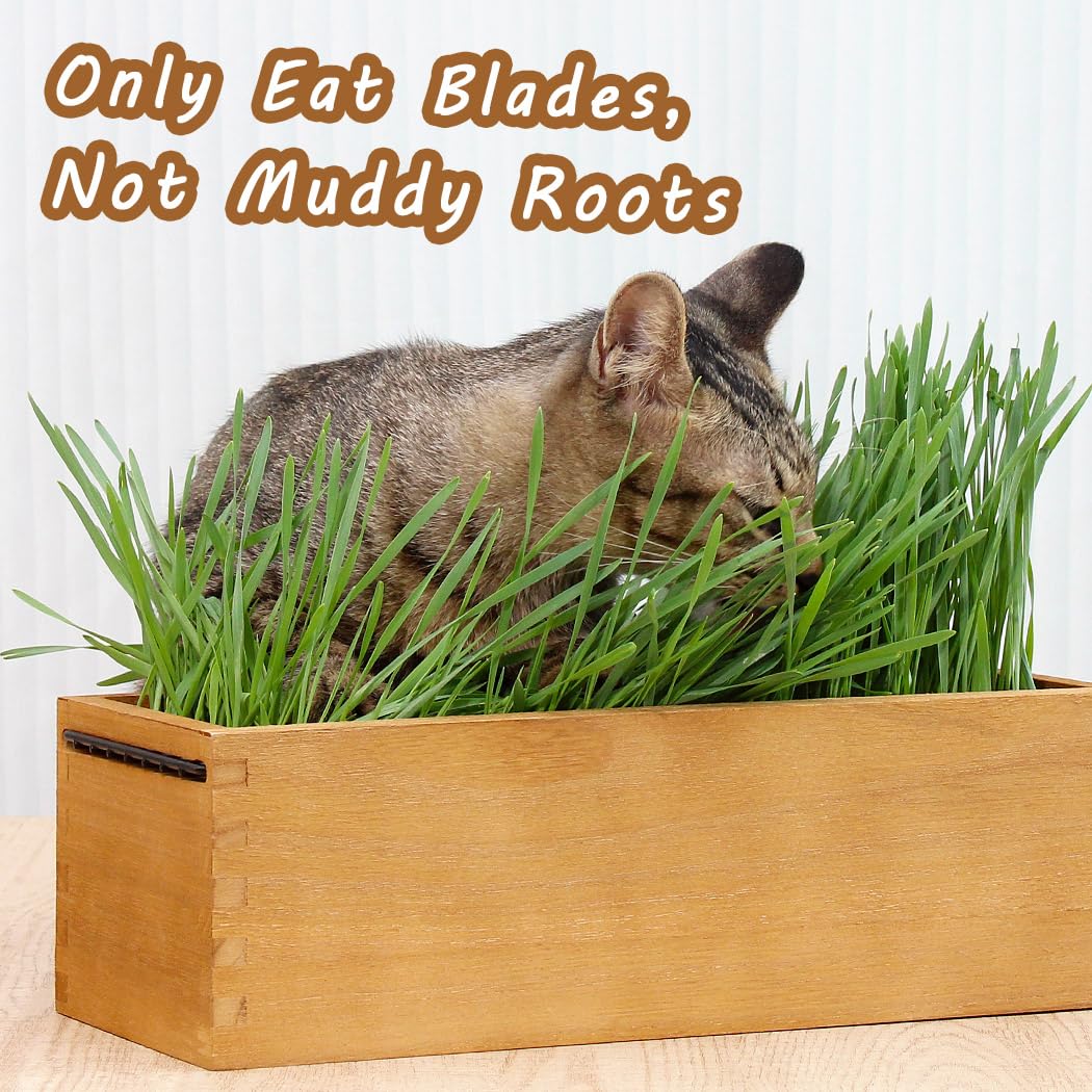BENPIN indoor cat grass kit setup with removable liner for clean maintenance.