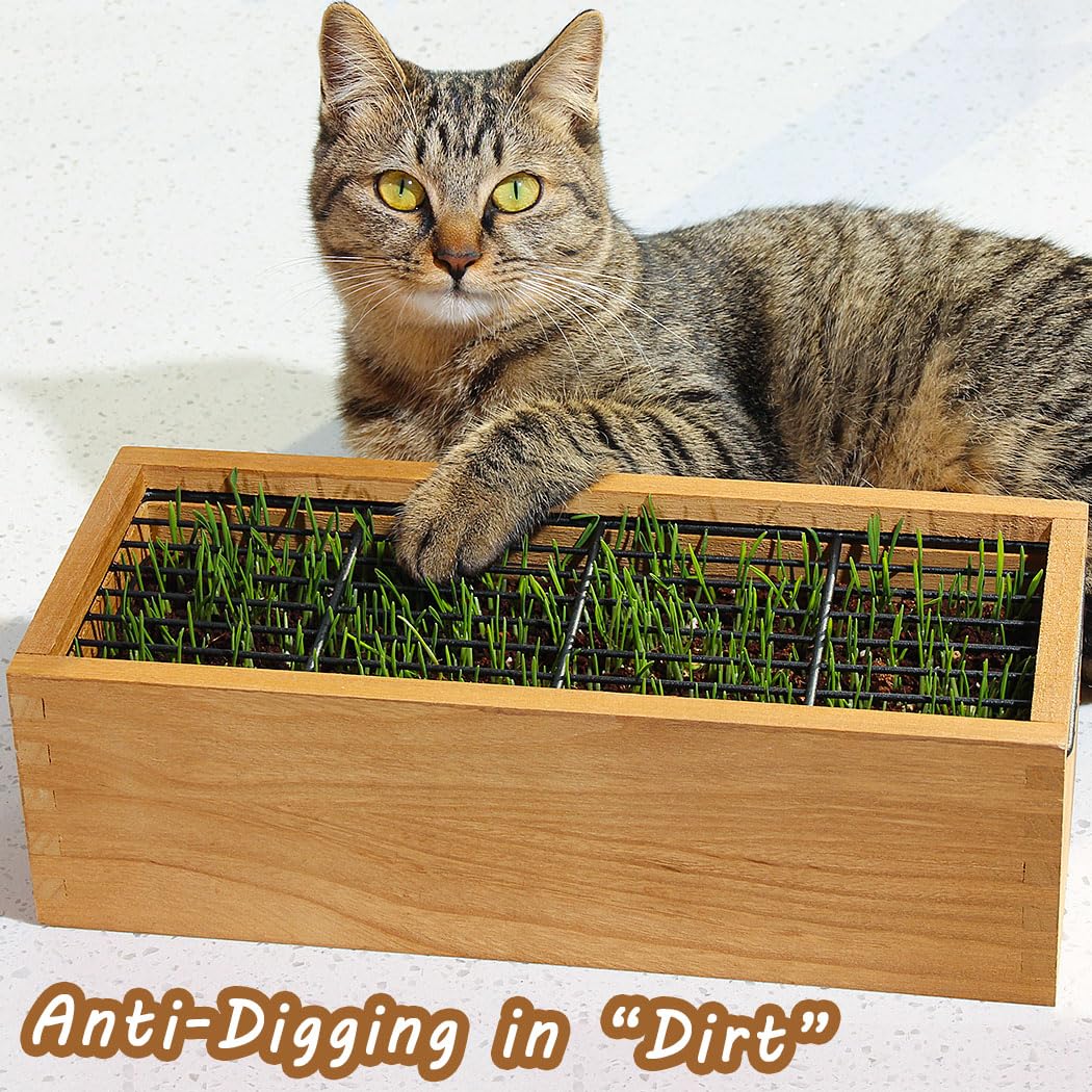 BENPIN wooden planter shows seeds not included, easy to add wheat grass for cats.