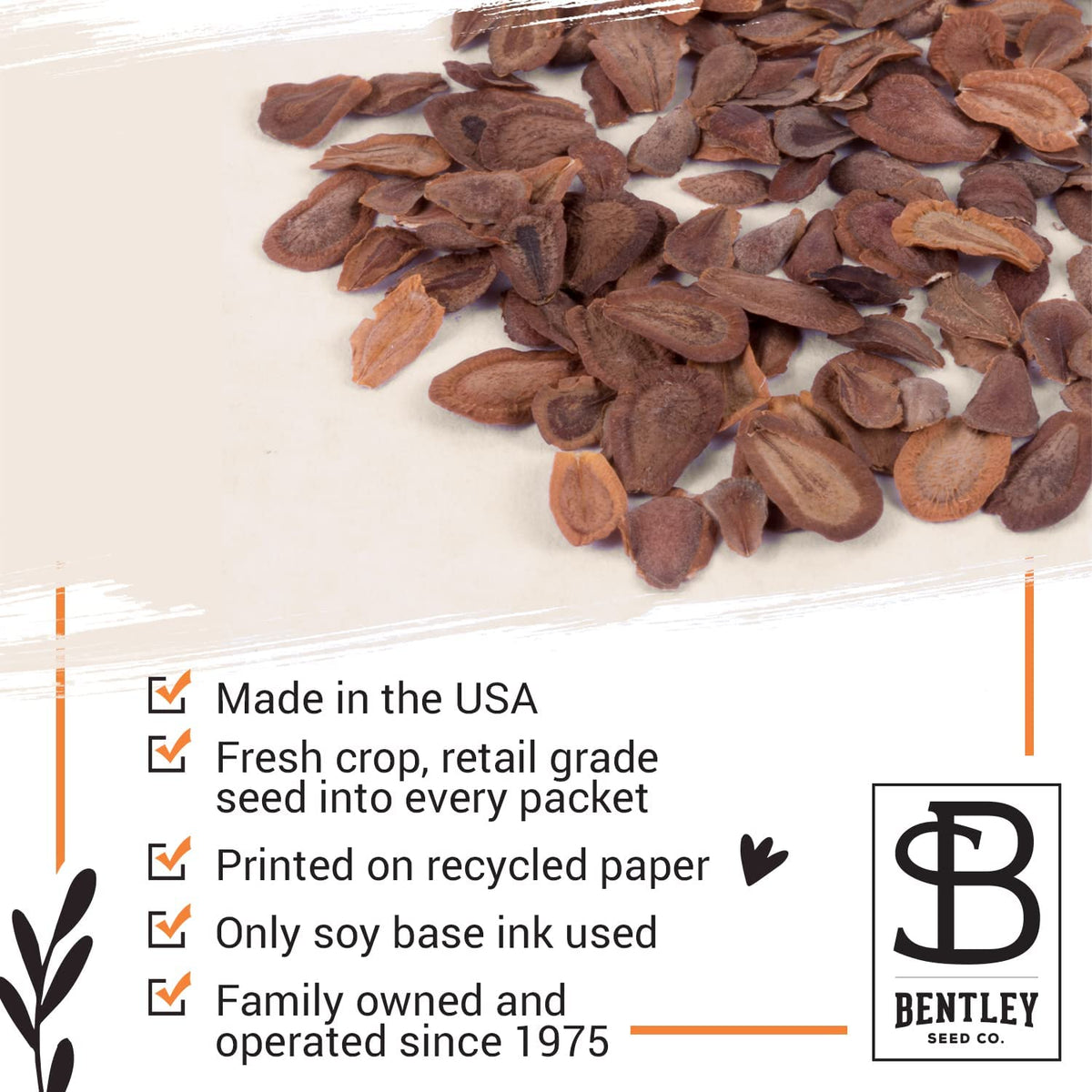 Asclepias speciosa showy milkweed seeds pack by Bentley Seed Co showy blooms