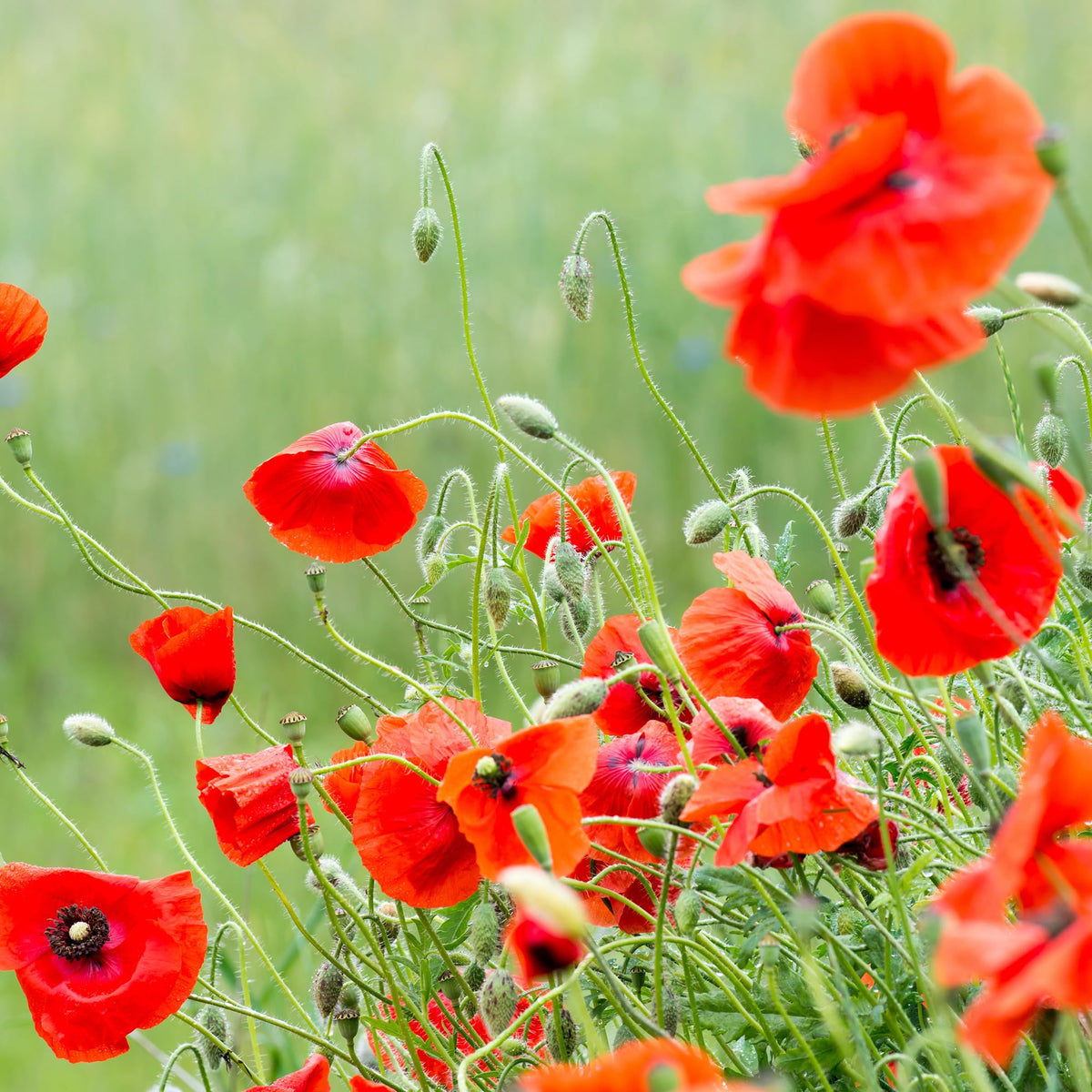 Bentley Seed Co non-GMO non-coated seeds support natural gardening