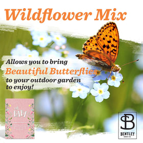 Bentley Seed Co Oh Baby pink wildflower mix—bright indoor outdoor gardening possibilities