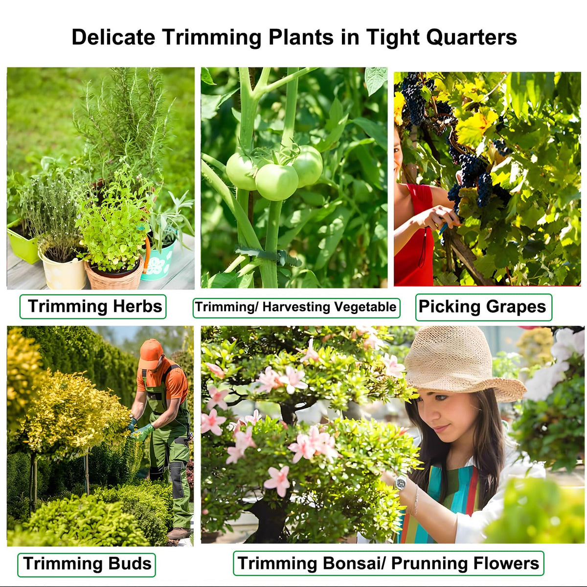 BEoffer precision pruning for herbs, flowers, and small shrubs.