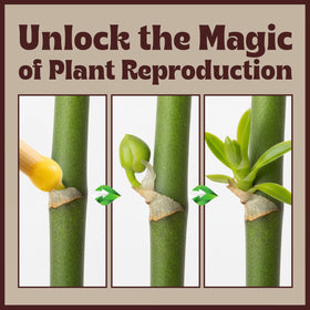 Orchid keiki formation with Berkland Keiki Paste on a stem.