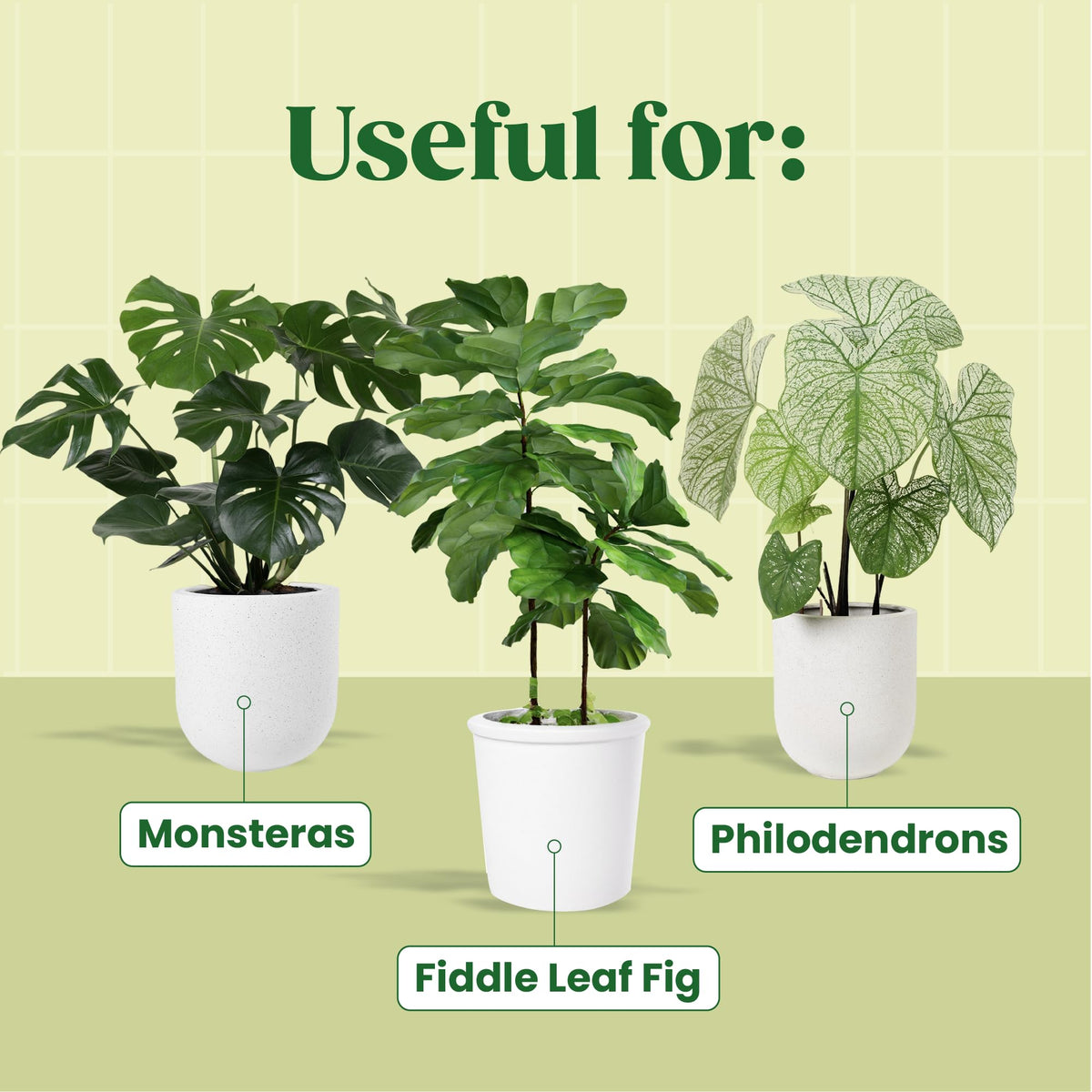 Berkland Root Supplement fiddle-leaf-fig-roots shows revived root health and growth.