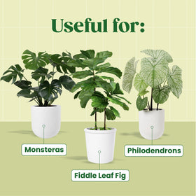 Berkland Root Supplement fiddle-leaf-fig-roots shows revived root health and growth.