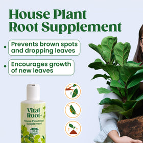 Berkland Root Supplement philodendron-stems conveys healthier stems and vibrant leaves.