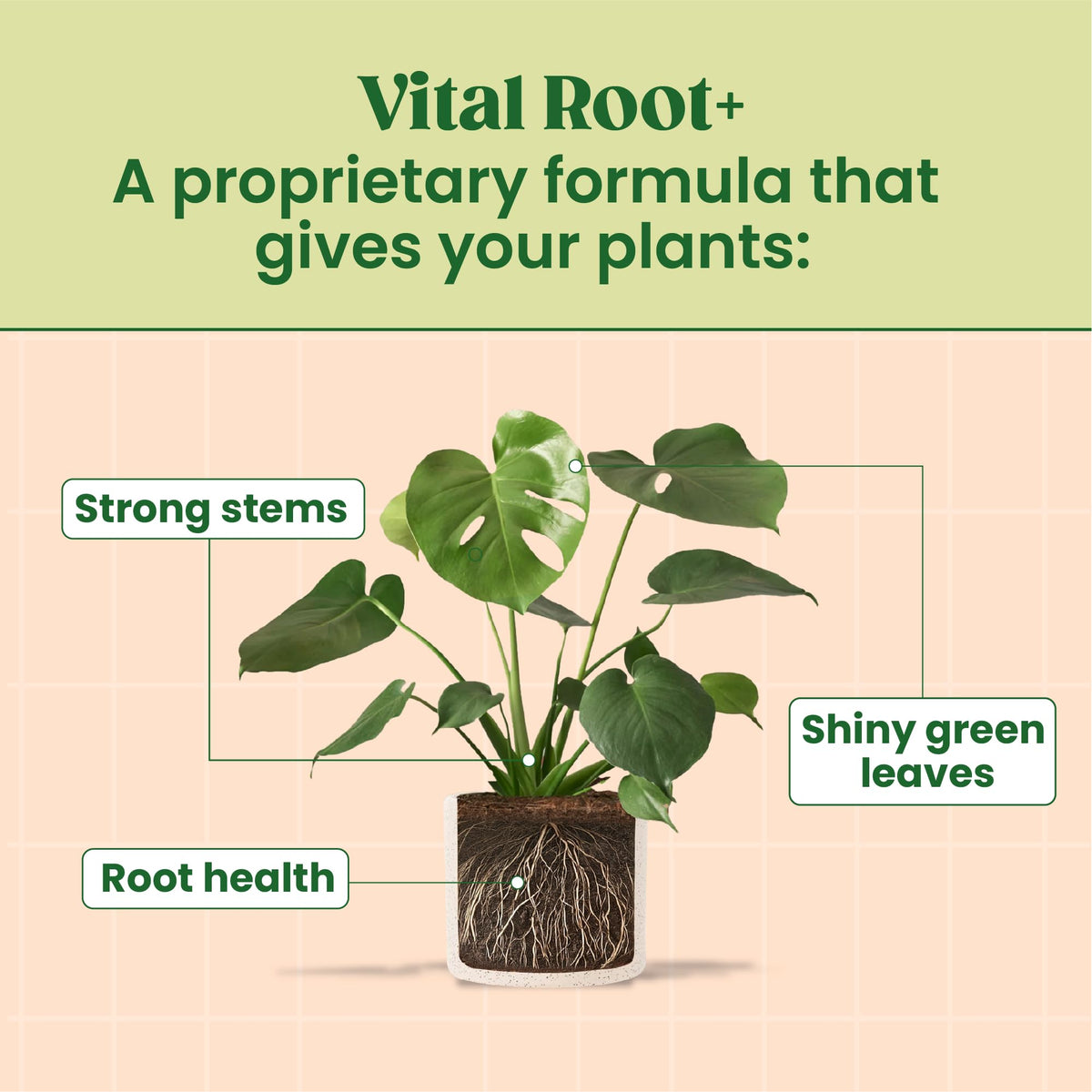 Berkland Root Supplement pothos-leaves emphasizes greener foliage and sturdier stems.
