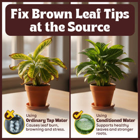 Berkland Tap Water Conditioner leaves appear vibrant after conditioned watering