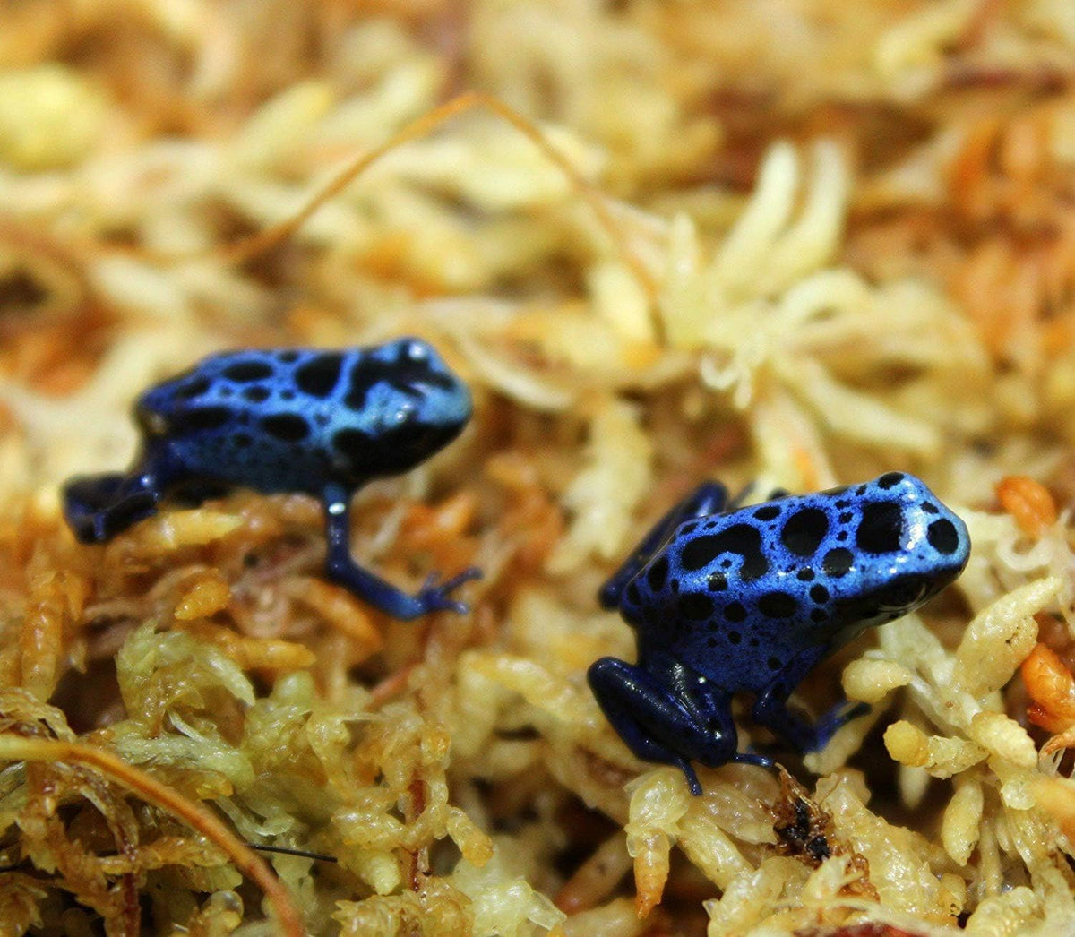 Besgrow Spagmoss suitable for reptile bedding and seedling growth.