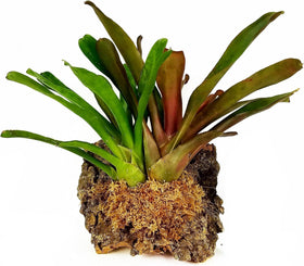 Besgrow Spagmoss sustainably harvested from New Zealand West Coast wetlands.