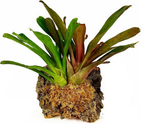 Besgrow moss for orchid cultivation supporting healthy root development.