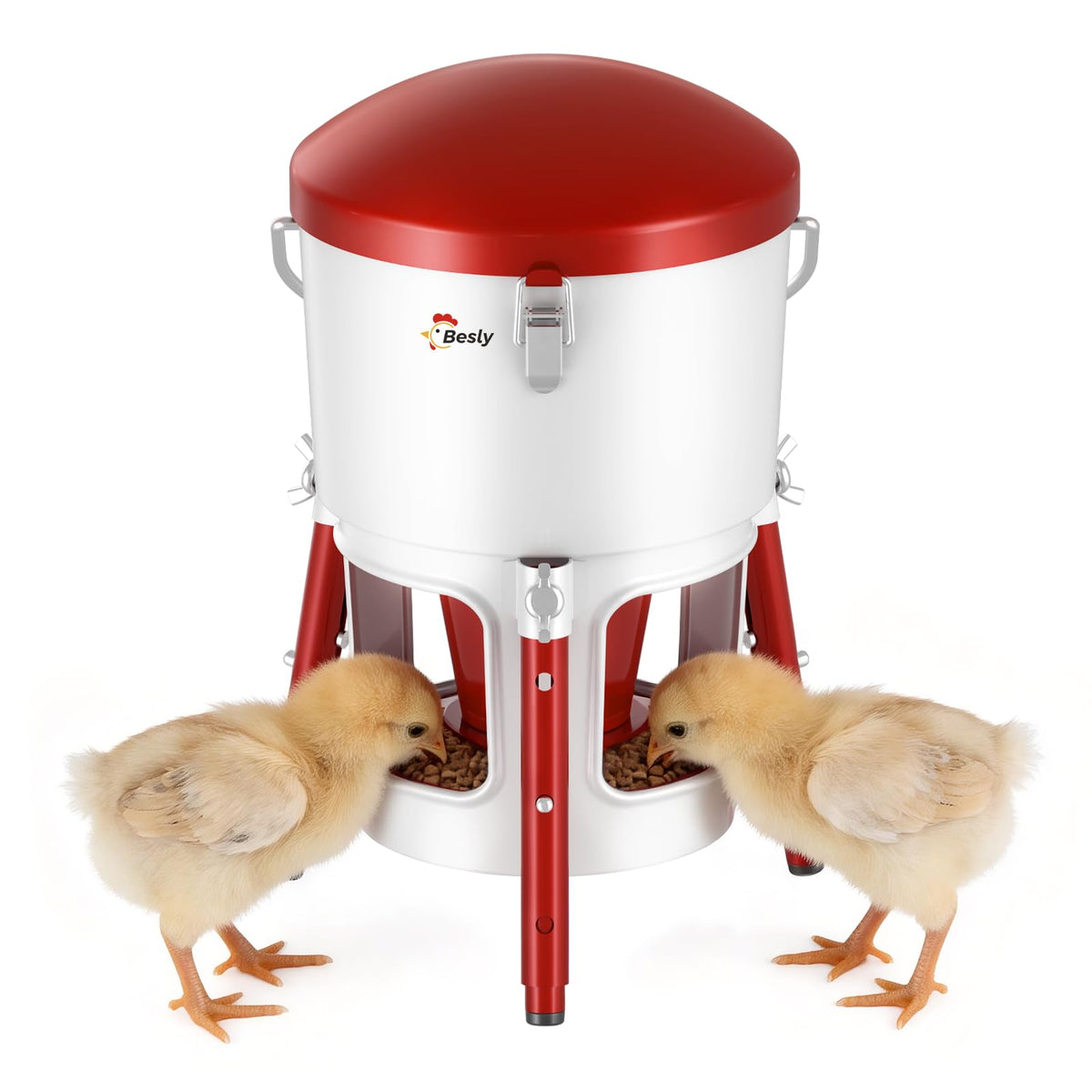 Besly chick feeder keeps feed off bedding, reducing contamination.