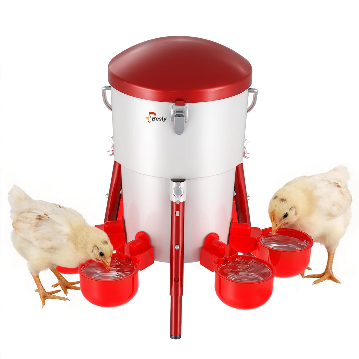 Besly metal chick waterer with barrel view for easy water level checks.
