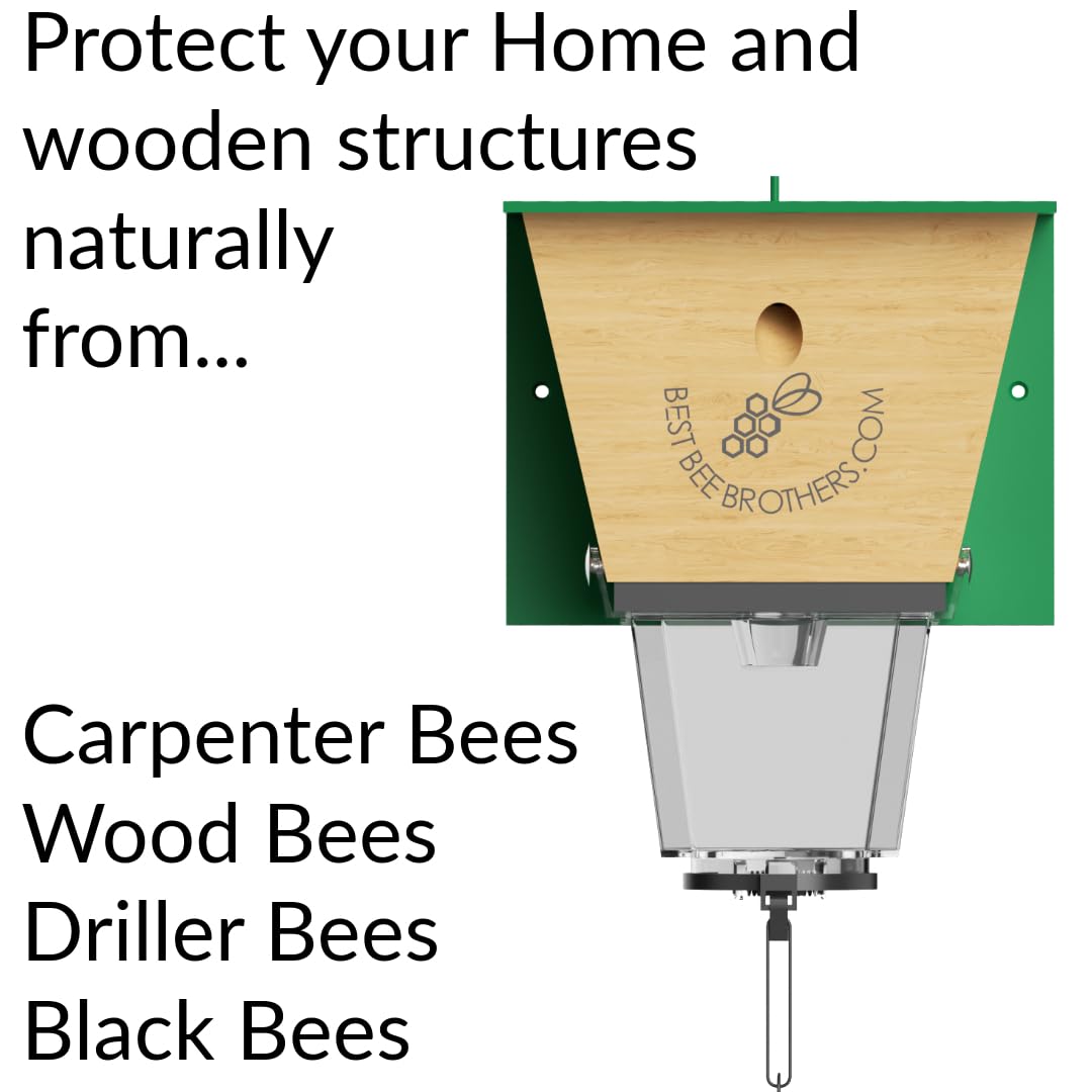 Bee bait cup attracts carpenter bees to the trap efficiently
