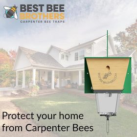 Pheromone-inspired design enhances attraction for carpenter bees