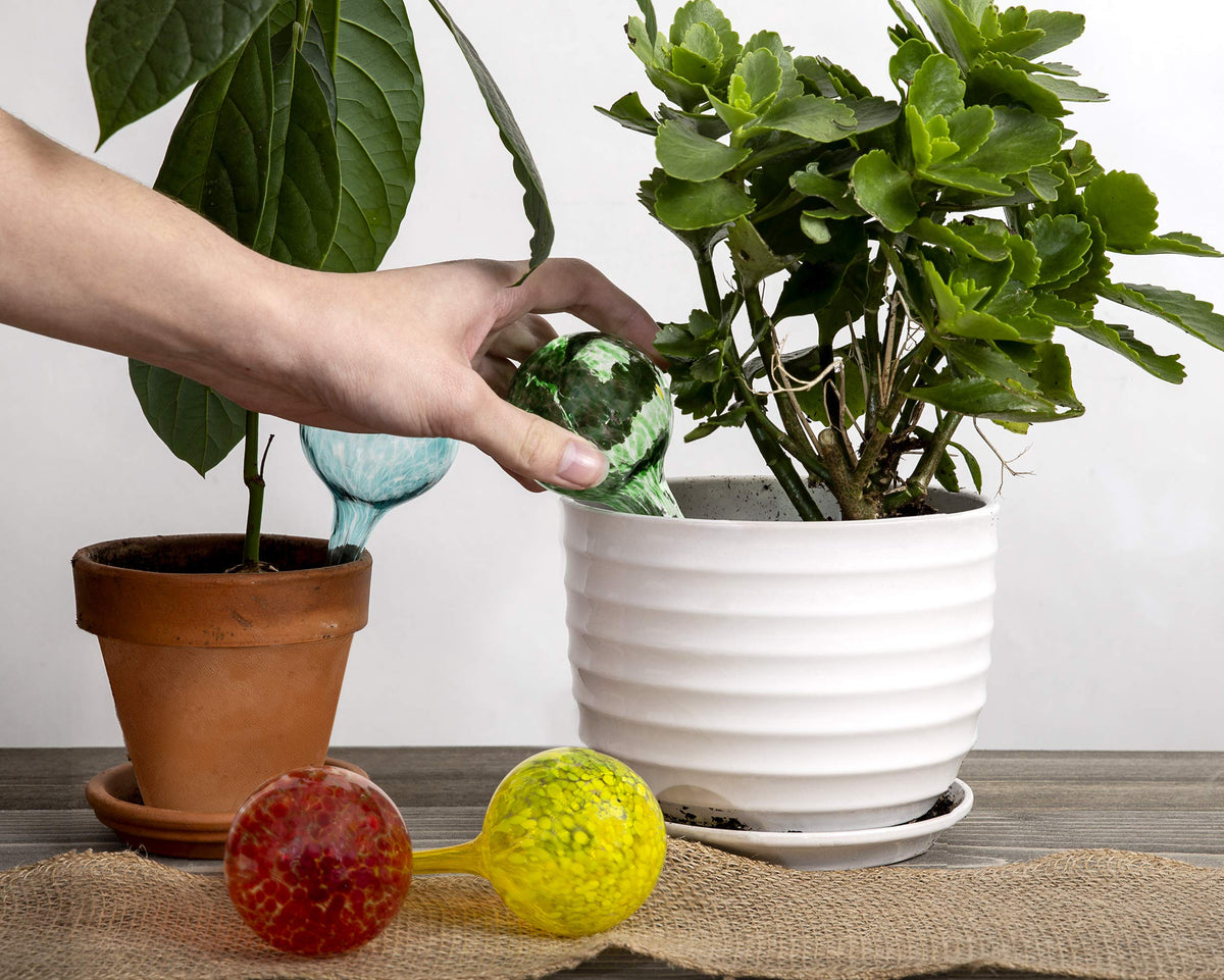 Besti globes filled and inserted to sustain indoor plants up to two weeks.