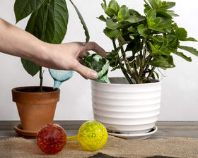 Besti globes filled and inserted to sustain indoor plants up to two weeks.