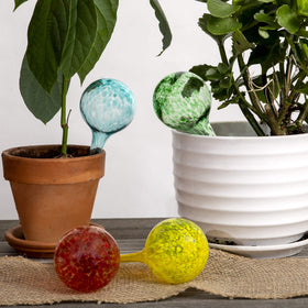Besti glass globes shown in hanging planters add color while hydrating roots.