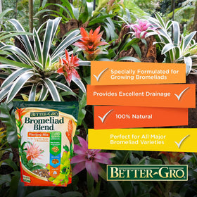 Bright indoor bromeliads thrive with Better-Gro Bromeliad Blend on display.