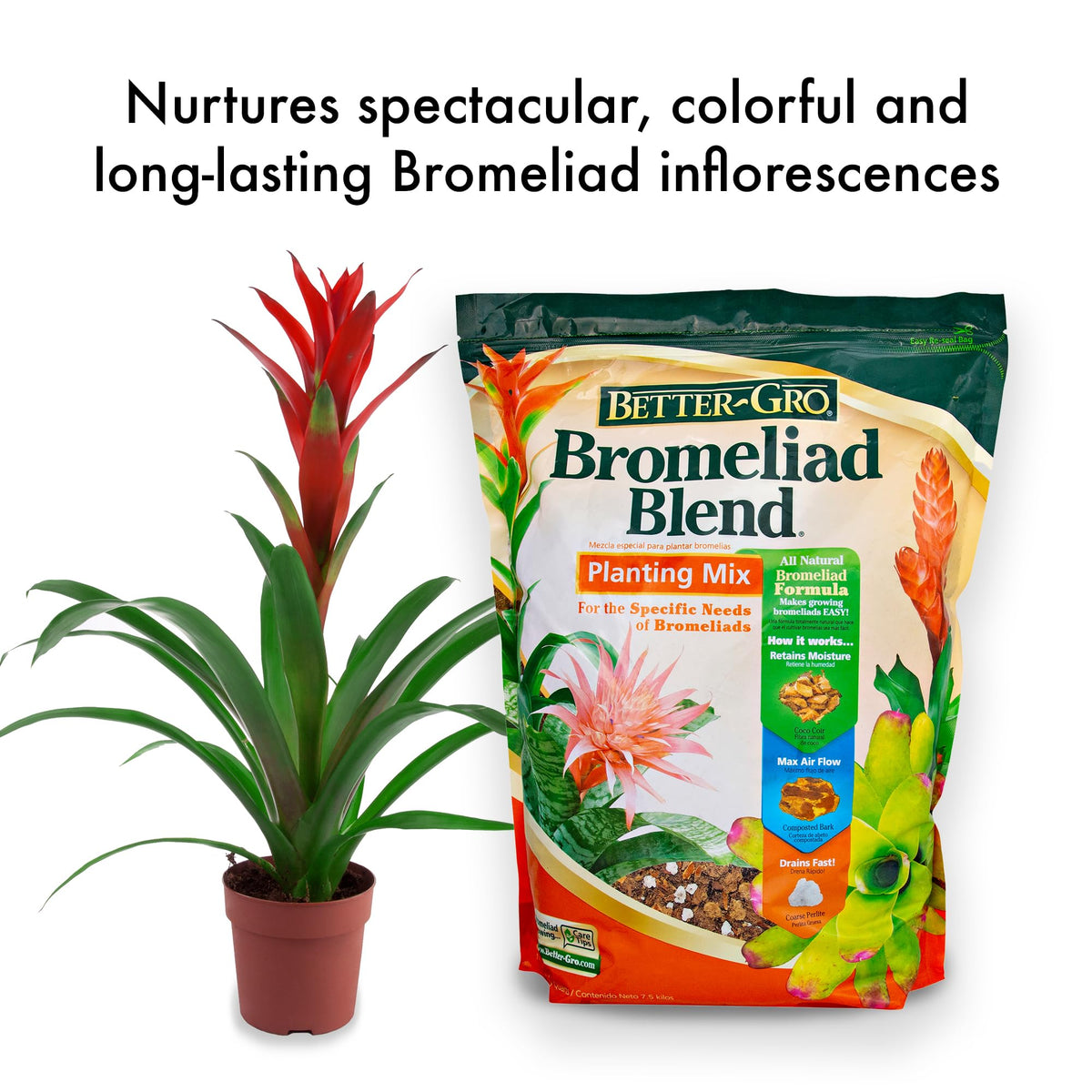 Healthy bromeliad in a pot benefiting from Better-Gro Bromeliad Blend.